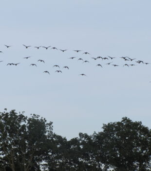 Geese coming home to roost